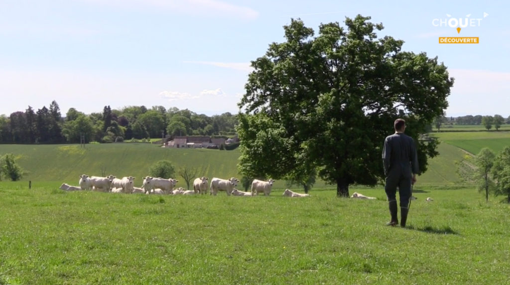 Bêtes sans cornes à Besson