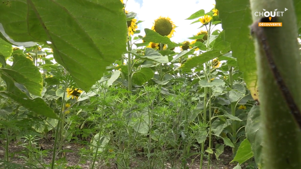 Ambroisie contre tournesol